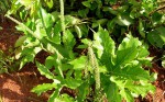 Cussonia corbisieri