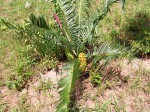 Encephalartos schmitzii