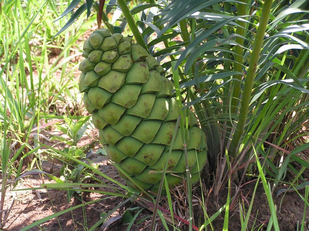 Encephalartos schmitzii