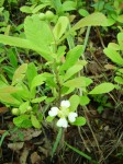 Tetracera masuiana