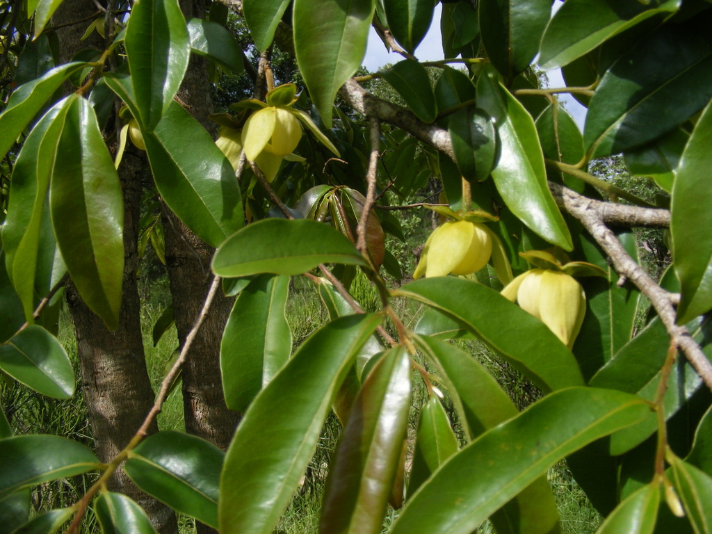 Uvariastrum hexaloboides Uvariastrum hexaloboides