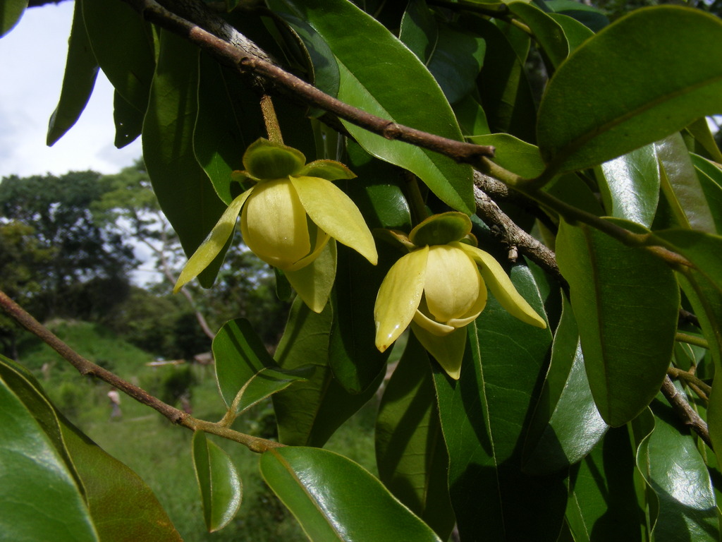 Uvariastrum hexaloboides Uvariastrum hexaloboides