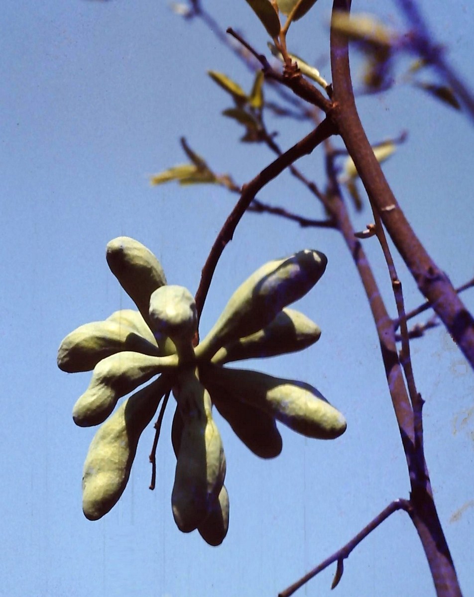 Uvariastrum hexaloboides Uvariastrum hexaloboides