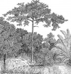 Xylopia katangensis