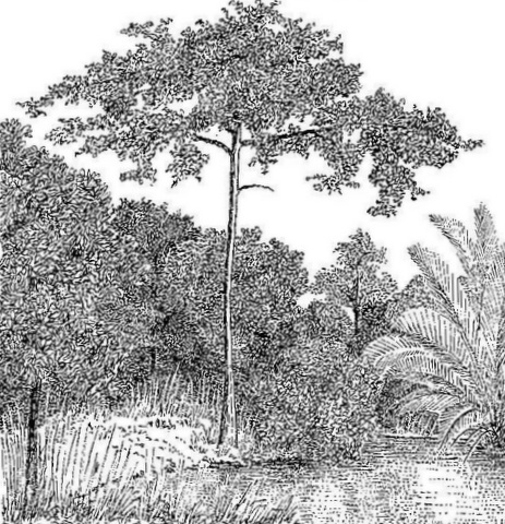 Xylopia katangensis