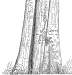 Xylopia katangensis