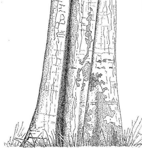 Xylopia katangensis