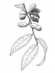 Xylopia katangensis