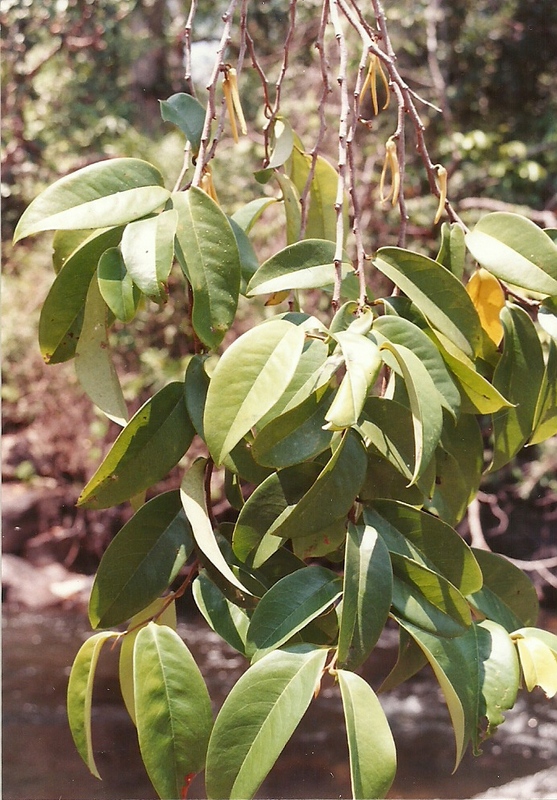 Xylopia rubescens Xylopia rubescens