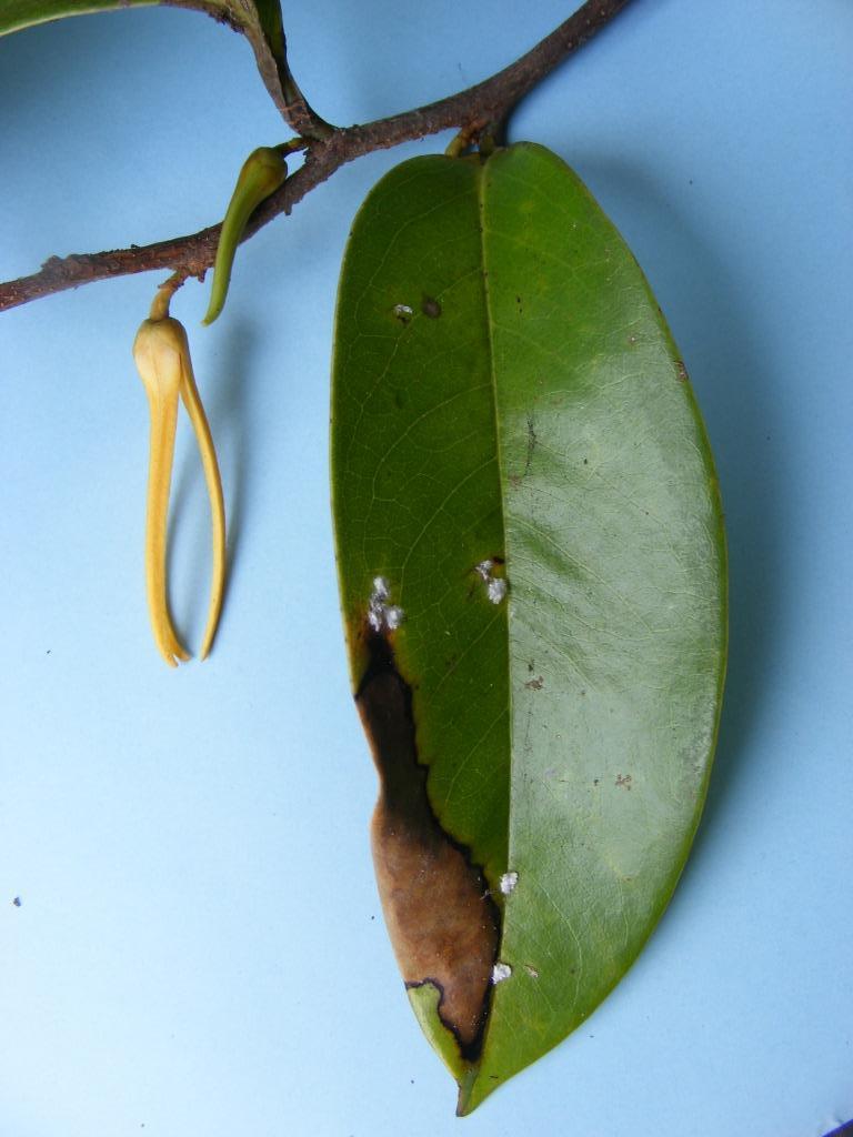 Xylopia rubescens Xylopia rubescens