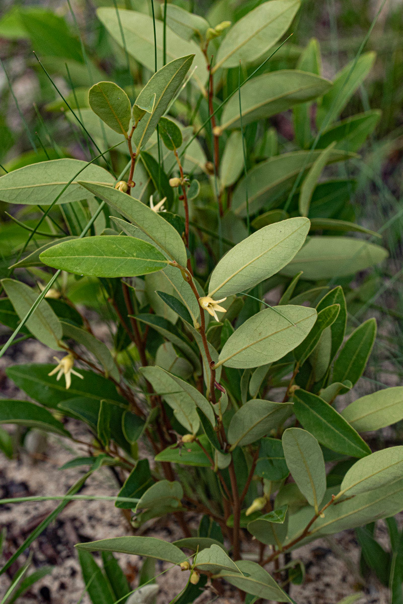 Xylopia tomentosa Xylopia tomentosa