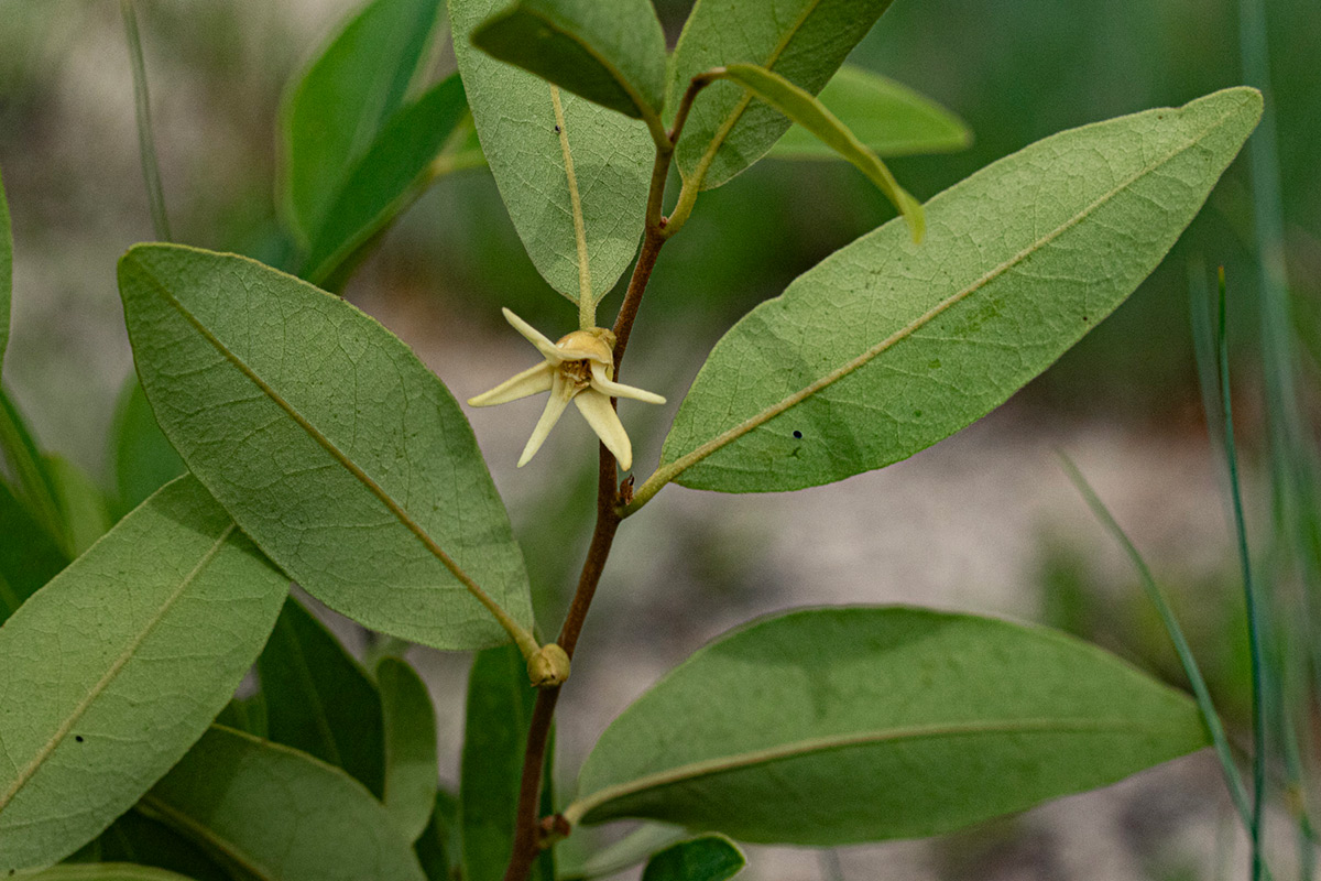 Xylopia tomentosa Xylopia tomentosa