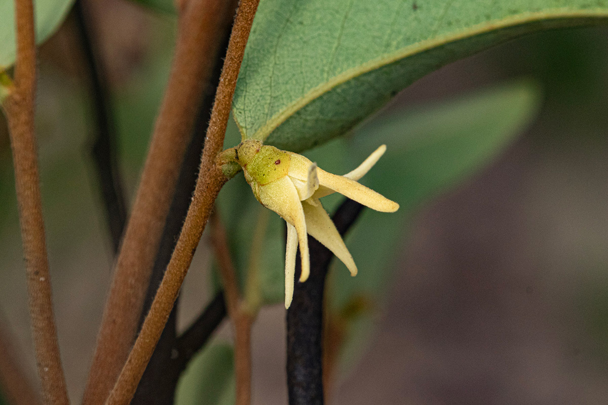 Xylopia tomentosa Xylopia tomentosa