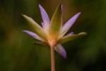Nymphaea heudelotii