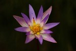 Nymphaea heudelotii