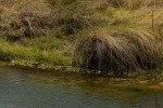 Nymphaea sulphurea
