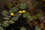 Nymphaea sulphurea