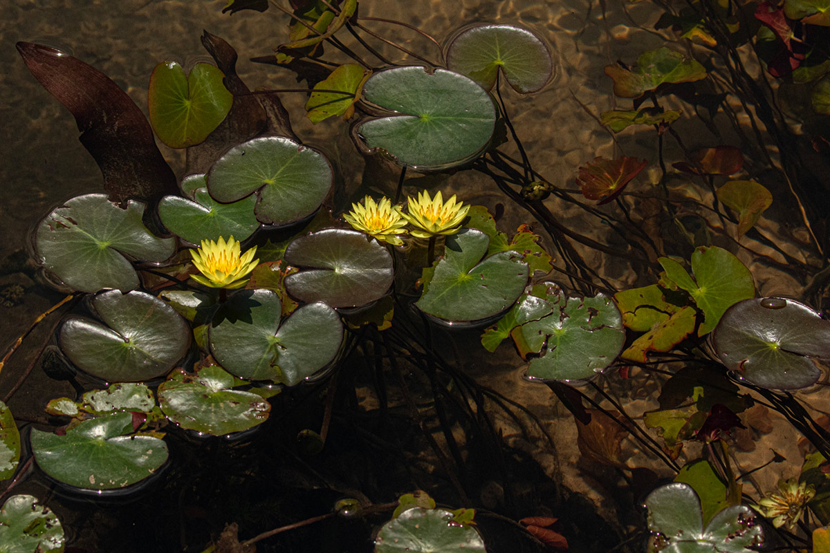 Nymphaea sulphurea