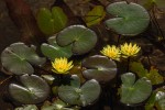 Nymphaea sulphurea
