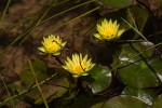 Nymphaea sulphurea