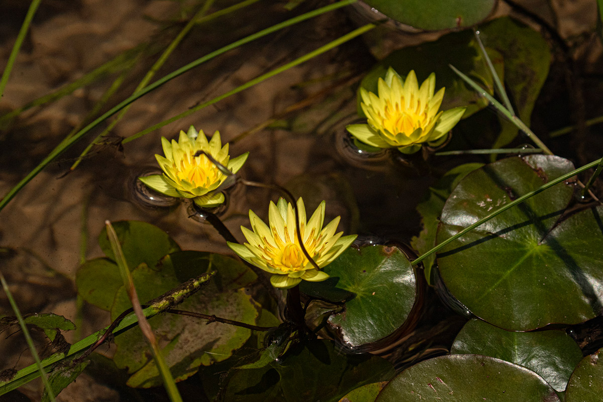 Nymphaea sulphurea
