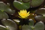 Nymphaea sulphurea