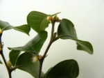Chaetocarpus africanus