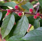 Chaetocarpus africanus