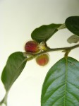 Chaetocarpus africanus