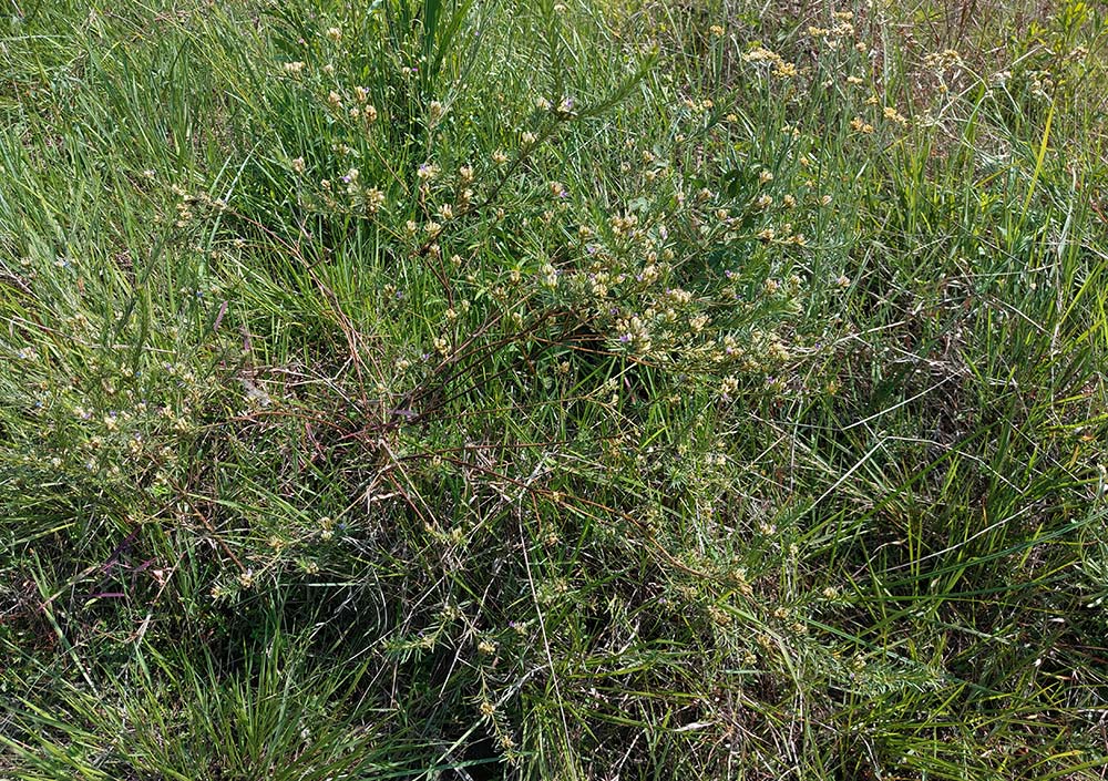 Polygala dewevrei