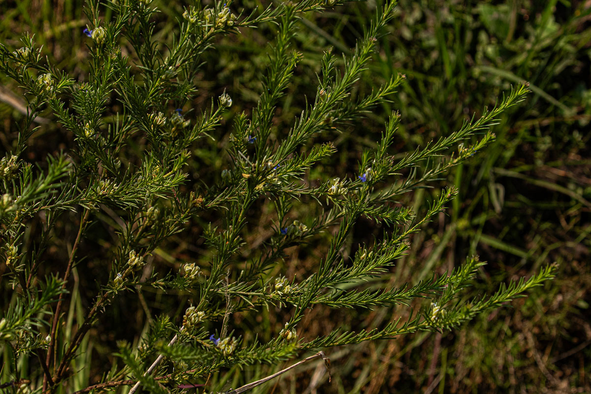 Polygala dewevrei