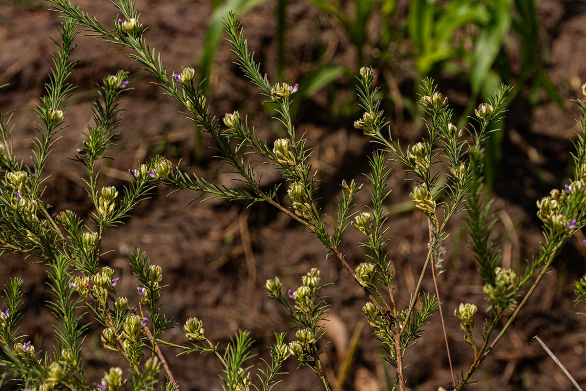 Polygala dewevrei