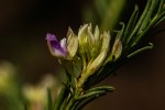 Polygala dewevrei