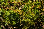 Hypericum scioanum