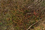 Hypericum scioanum