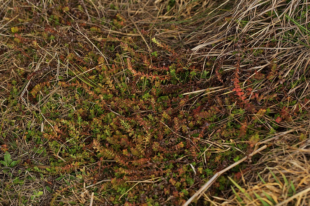 Hypericum scioanum