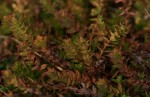 Hypericum scioanum