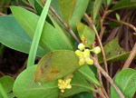 Garcinia buchneri