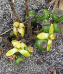 Garcinia buchneri