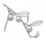 Garcinia buchneri