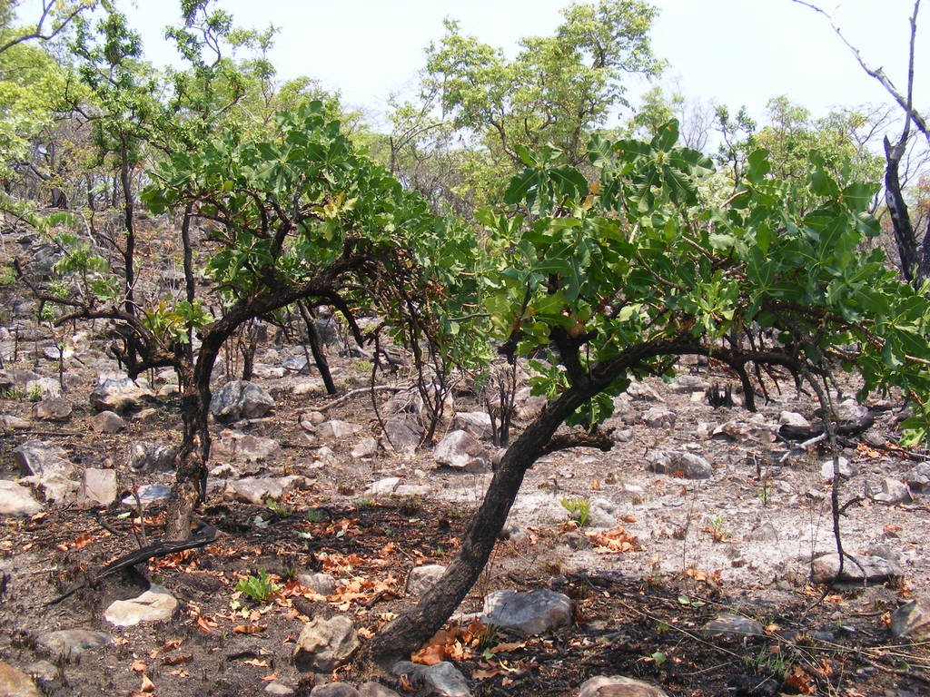 Garcinia pachyclada