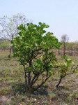 Garcinia pachyclada