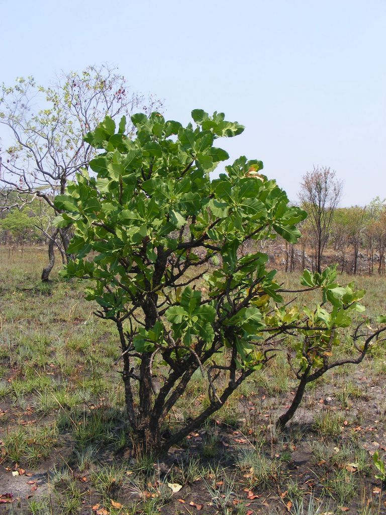 Garcinia pachyclada