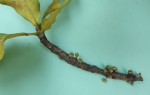 Garcinia pachyclada