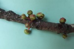 Garcinia pachyclada