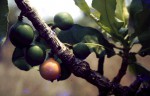 Garcinia pachyclada