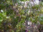 Garcinia punctata