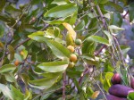 Garcinia punctata
