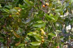 Garcinia punctata