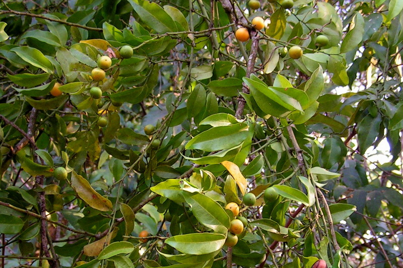 Garcinia punctata